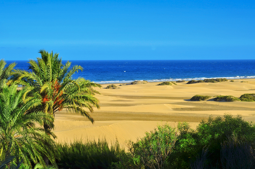 Dünenlandschaft von Maspalomas auf Gran Canaria mit Blick Richtung Meer und einer Palme im Vordergrund.